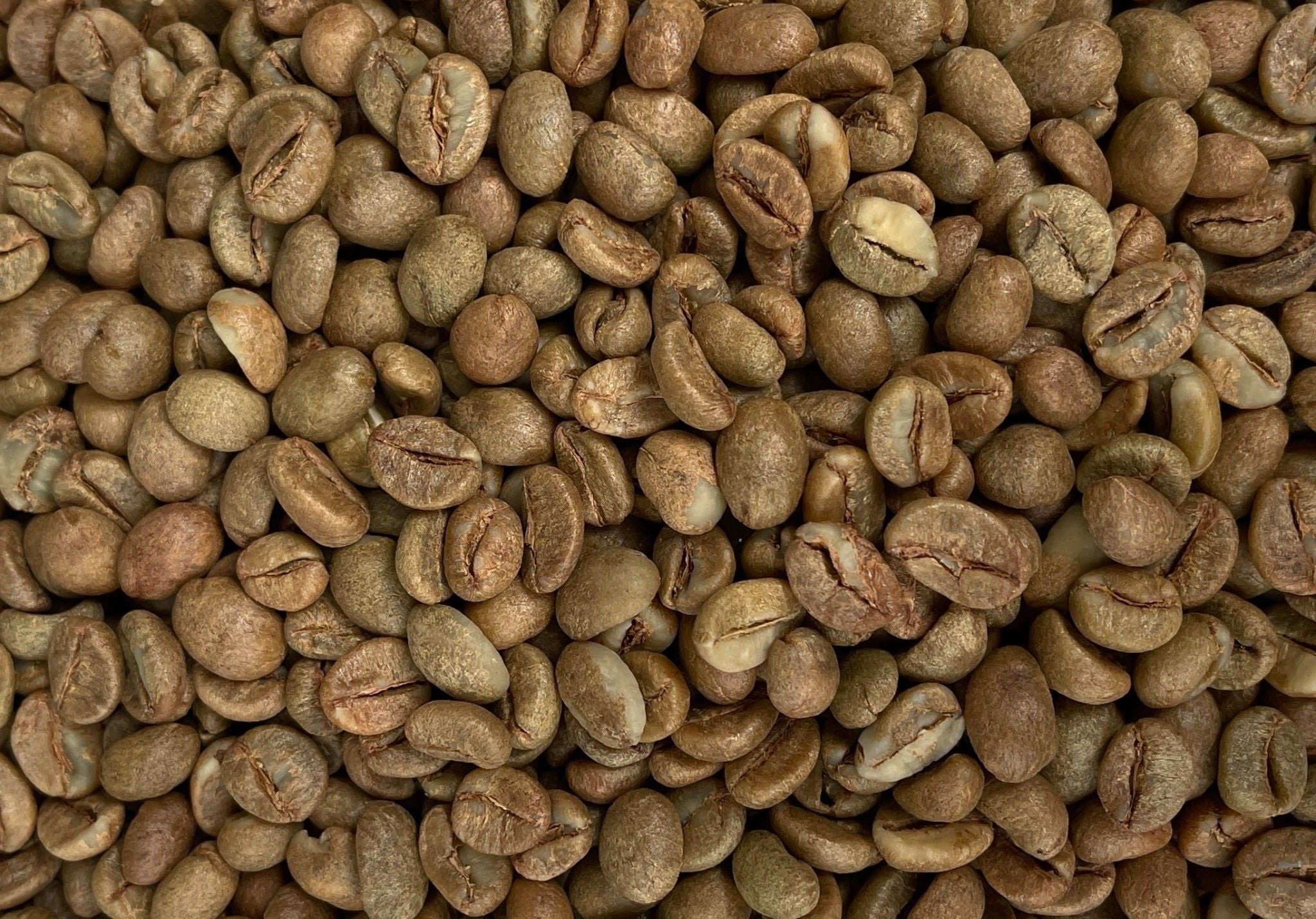  Fine Anaerobic Robusta 