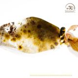  Vòng Tay Thạch Anh Vàng Tóc Hoa 14mm 