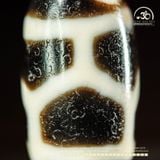  Dzi Mai Rùa 21x11mm ( New Dzi - Xiao Lu ) 