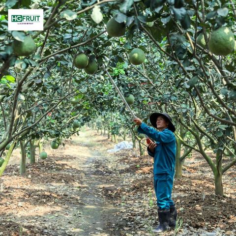  Bưởi Hồng Da Xanh Xuất Khẩu 