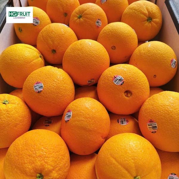 Cam ruột đỏ Úc