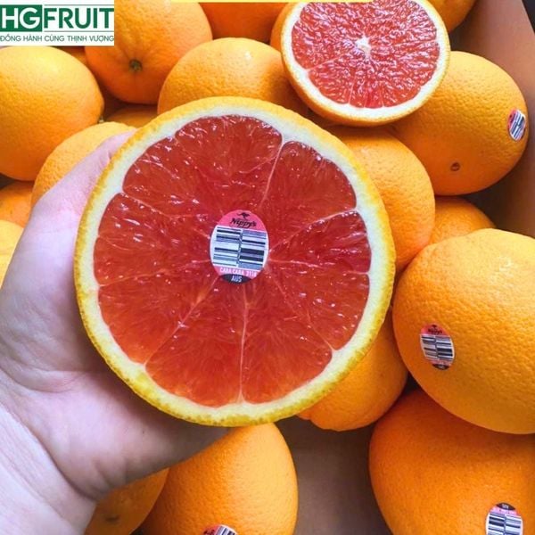 Cam Cara Úc - Cam Ruột Đỏ Úc Giá sỉ tốt nhất thị trường tại Hoàng Giang Fruit