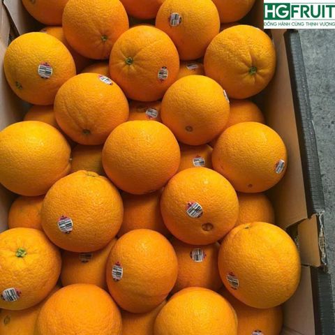  Cam Cara Úc - Cam Ruột Đỏ Úc 