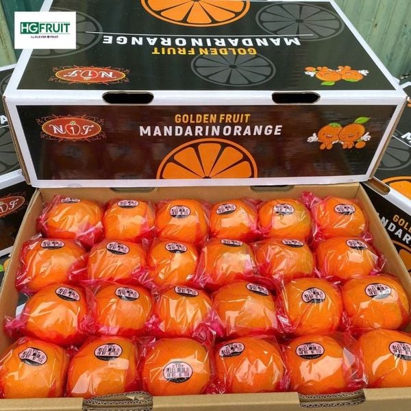 Cam Kính Nội Địa Trung