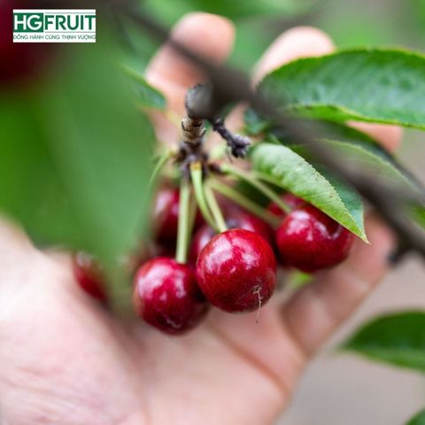  Cherry Đỏ Úc Size 26 - 28mm - Australian Cherries 