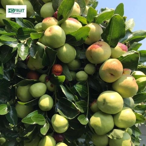  Hồng Táo Tươi JuJuBe 