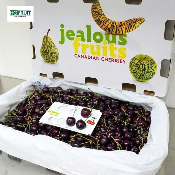 Cherry Đỏ Canada Jealous Fruit