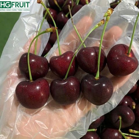 Cherry Đỏ Canada 