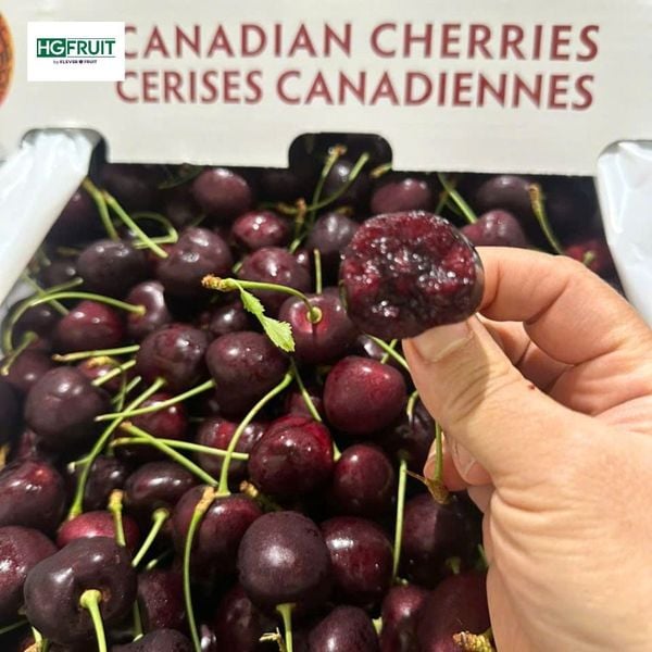 Cherry Đỏ Canada Jealous Fruit