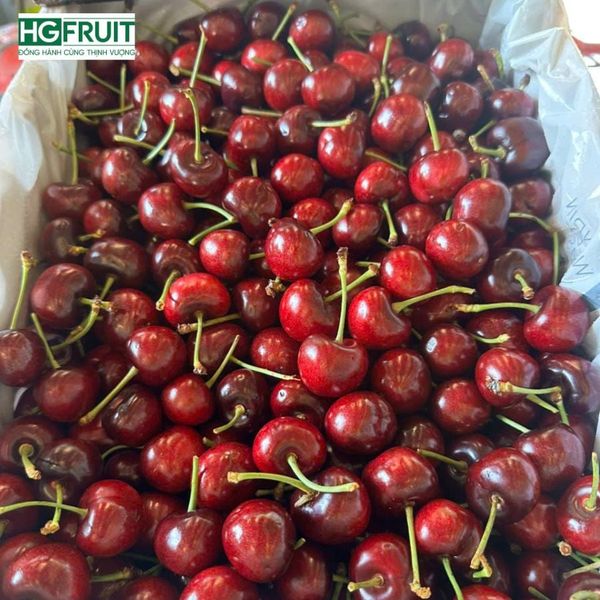  Cherry Đỏ Úc Size 26 - 28mm - Australian Cherries 