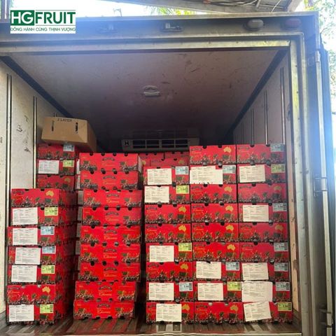  Cherry Đỏ Úc Size 26 - 28mm - Australian Cherries 