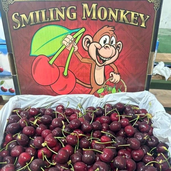 Cherry Mỹ Khỉ