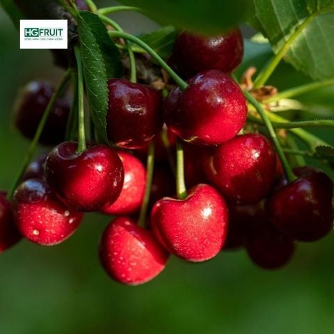  Cherry Mỹ 