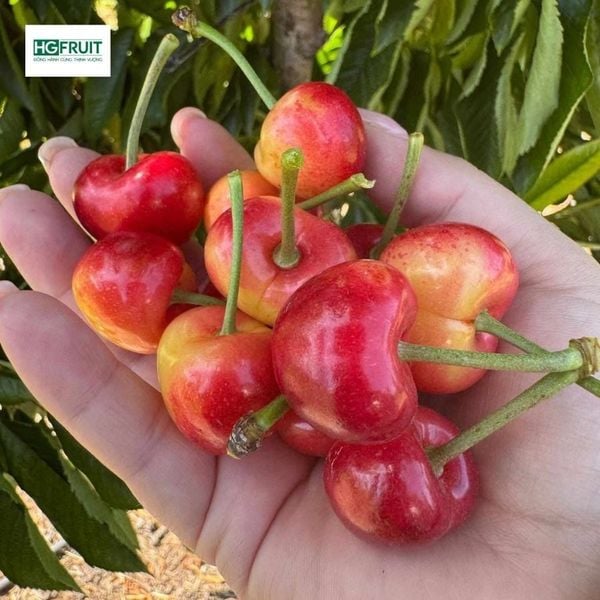 Cherry vàng Mỹ Rainier giá sỉ tại Hoàng Giang Fruit