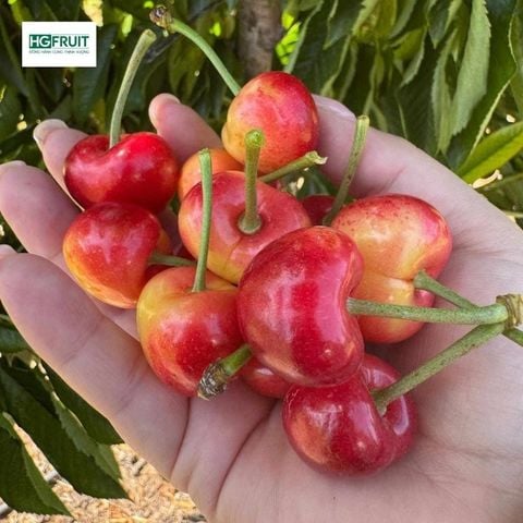  Cherry Vàng Mỹ 
