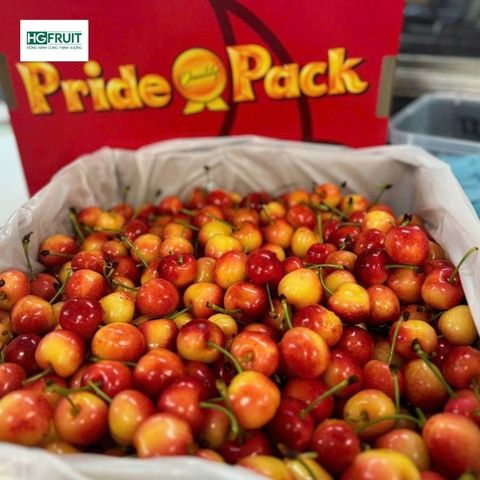  Cherry Vàng Mỹ 
