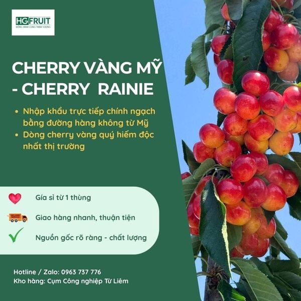 Cherry vàng Mỹ Rainier giá sỉ tại Hoàng Giang Fruit