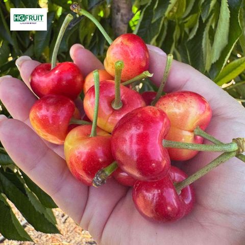  Cherry Vàng Mỹ 