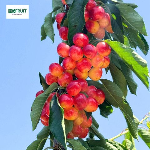  Cherry Vàng Mỹ 