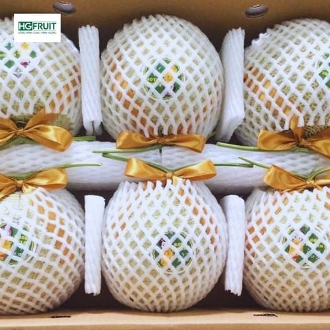  Dưa Giống Nhật Kobe Melon 