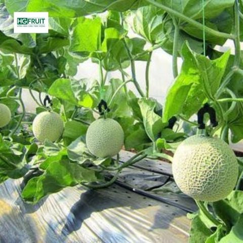  Dưa Giống Nhật Musk Melon 