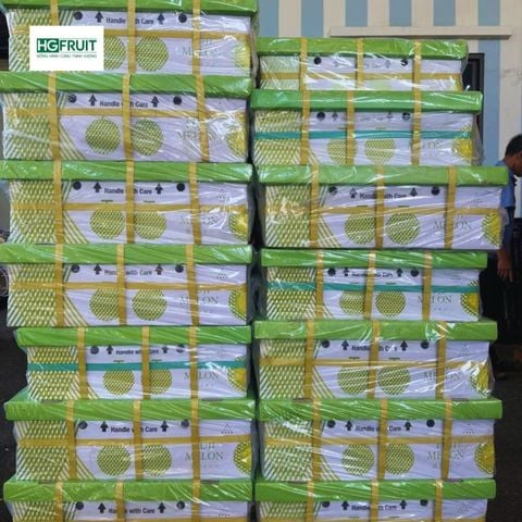  Dưa Giống Nhật Musk Melon 