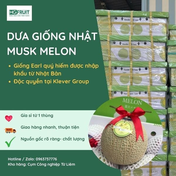 Dưa Giống Nhật Musk Melon