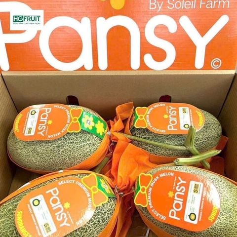  Dưa Lưới Pansy 