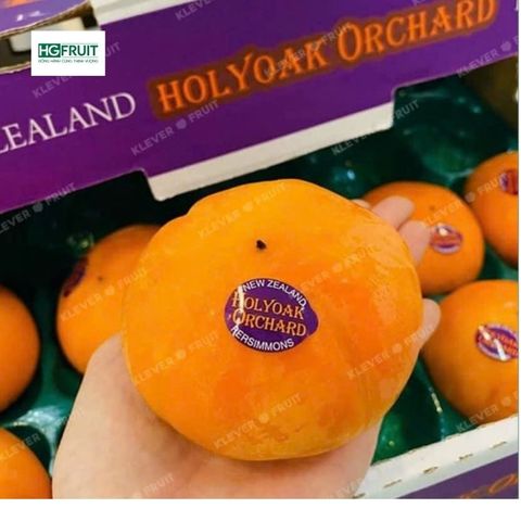  Hồng Hot House New Zealand 