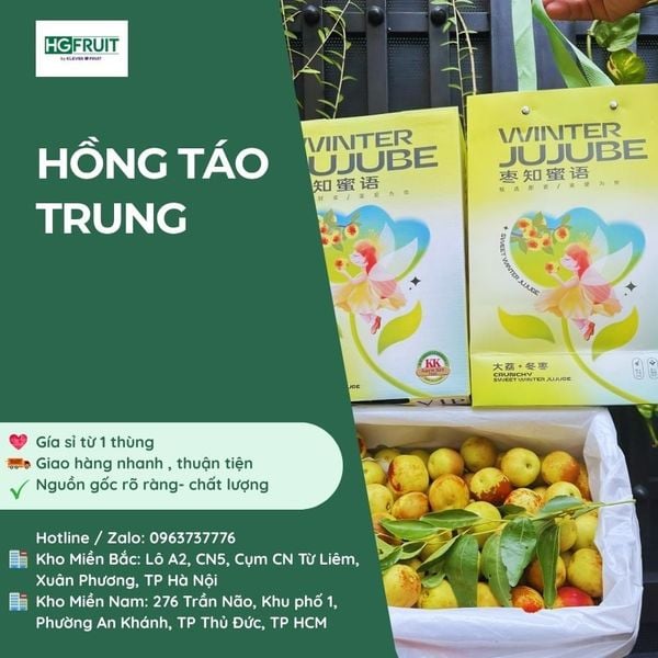 Hồng Táo Tươi Jujube Giá Sỉ