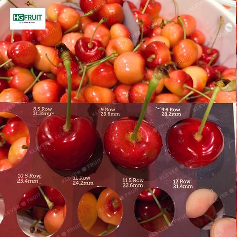  Cherry Vàng Mỹ 