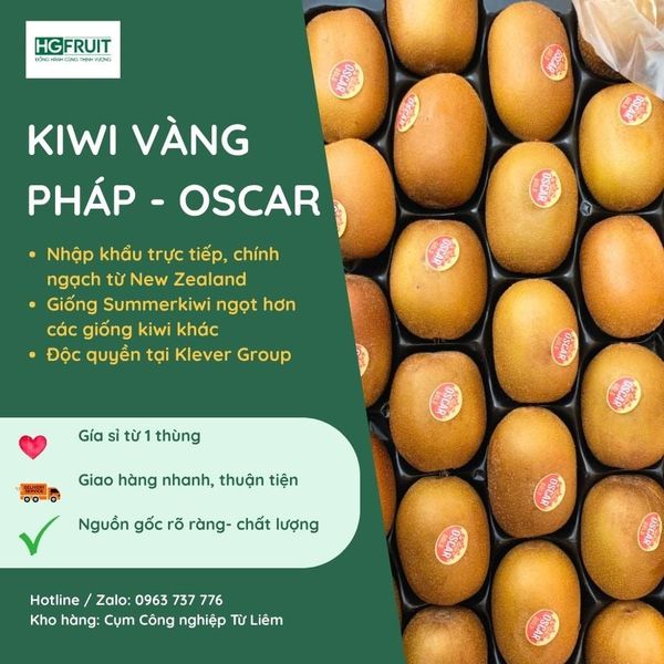 Kiwi vàng giá sỉ