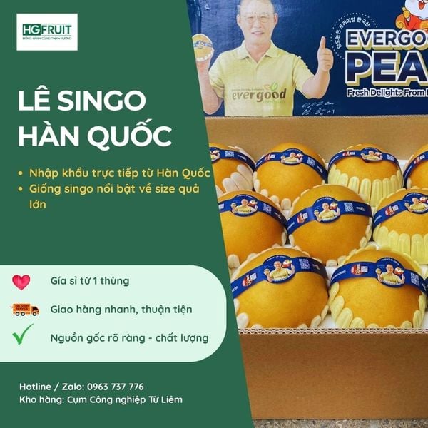 Lê Hàn Quốc Singo quả to đẹp tại Hoàng Giang Fruit