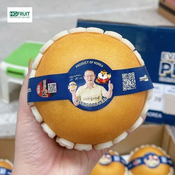 Lê Hàn Quốc Singo quả to đẹp tại Hoàng Giang Fruit