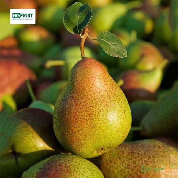 Lê Nam Phi Giá Sỉ