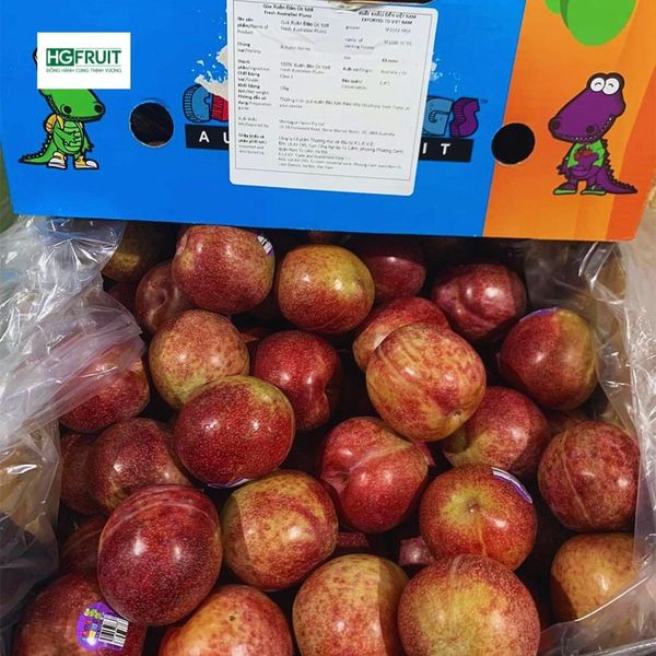  Mận Autumn Honey Úc 