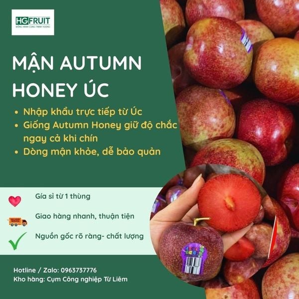  Mận Autumn Honey Úc 