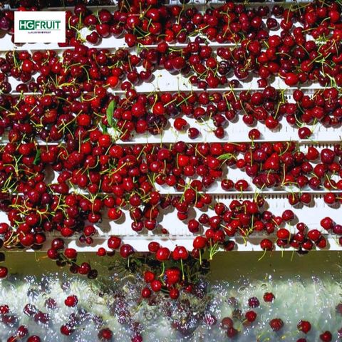  Cherry Mỹ 