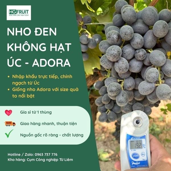 Nho Đen Không Hạt Úc Adora