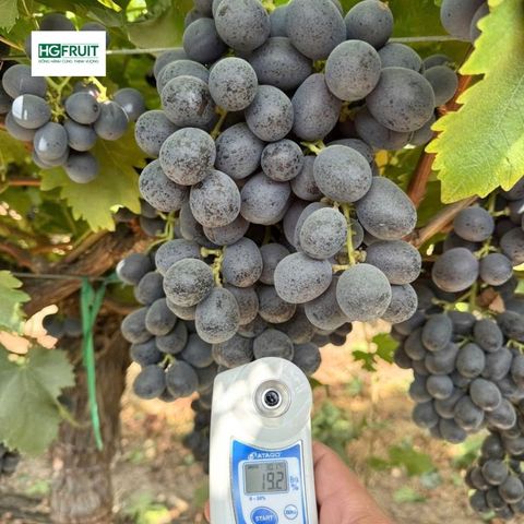  Nho Đen Không Hạt Úc 