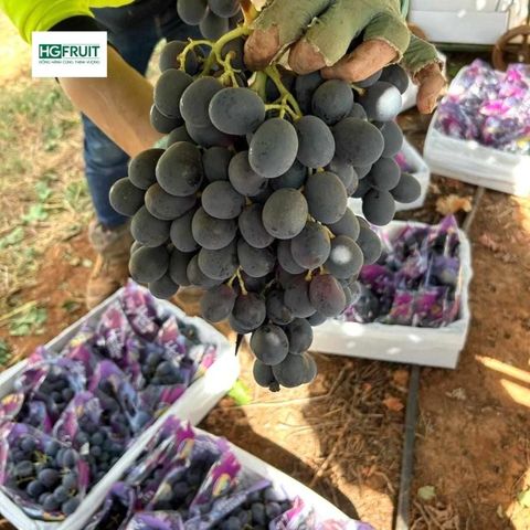  Nho Đen Không Hạt Úc 
