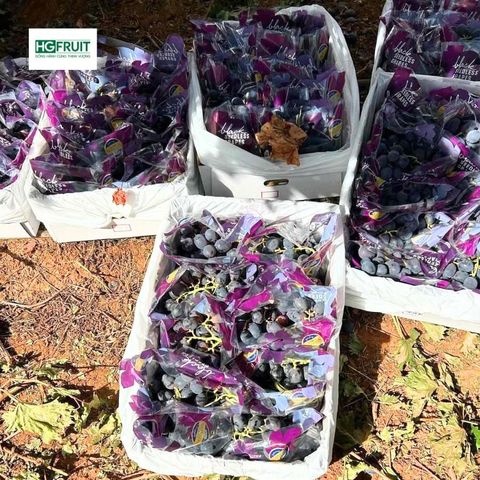  Nho Đen Không Hạt Úc 