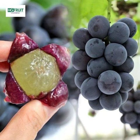  Nho Rượu Kyoho Hàn Quốc 