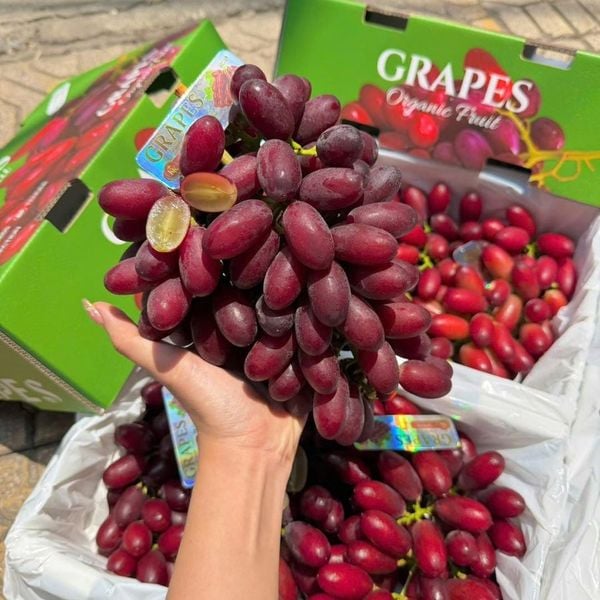 Nho Đỏ Hoàng Hậu Nội Địa Trung giá sỉ