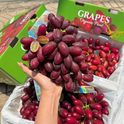  Nho Đỏ Hoàng Hậu Nội Địa Trung 