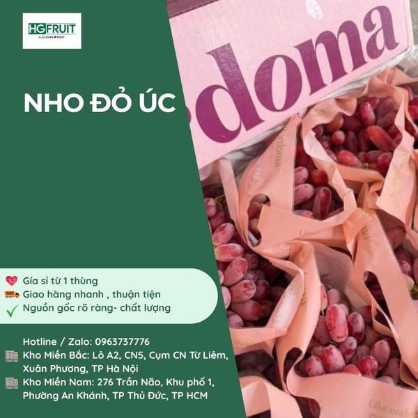 Nho Đỏ Úc giá sỉ tại Hoàng Giang Fruit