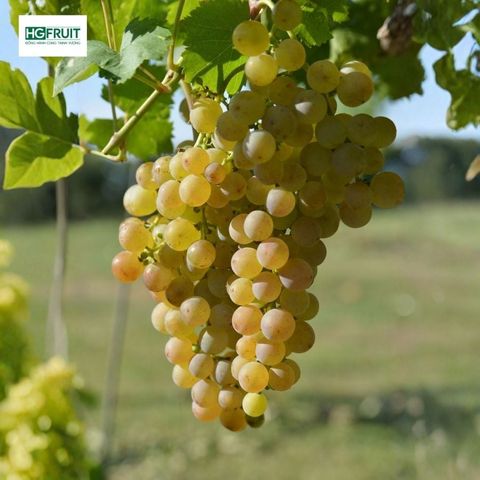  Nho Muscat Beauty Chile 