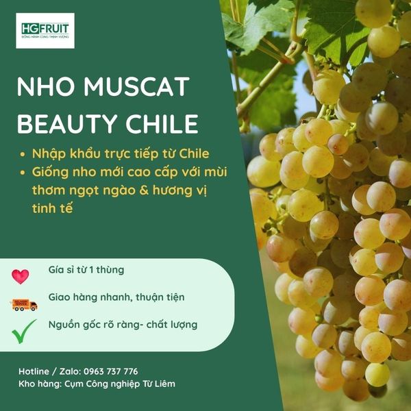 Nho Muscat Beauty Chile Sỉ Giá Tốt Tại Hoàng Giang Fruit