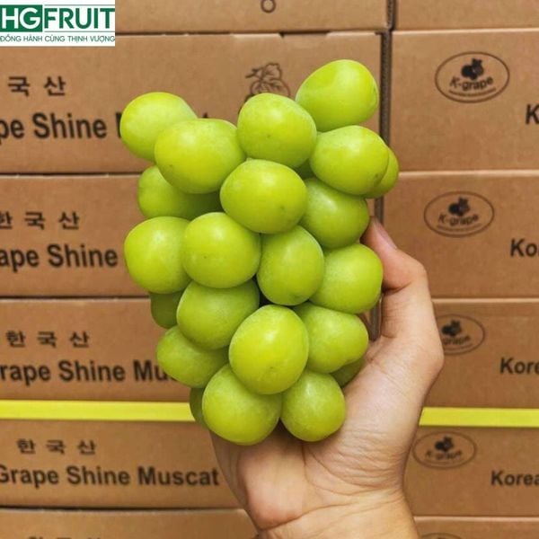 Nho Sữa Hàn Quốc - Trái Cây Nhập Khẩu Giá Sỉ Từ Hoàng Giang Fruit