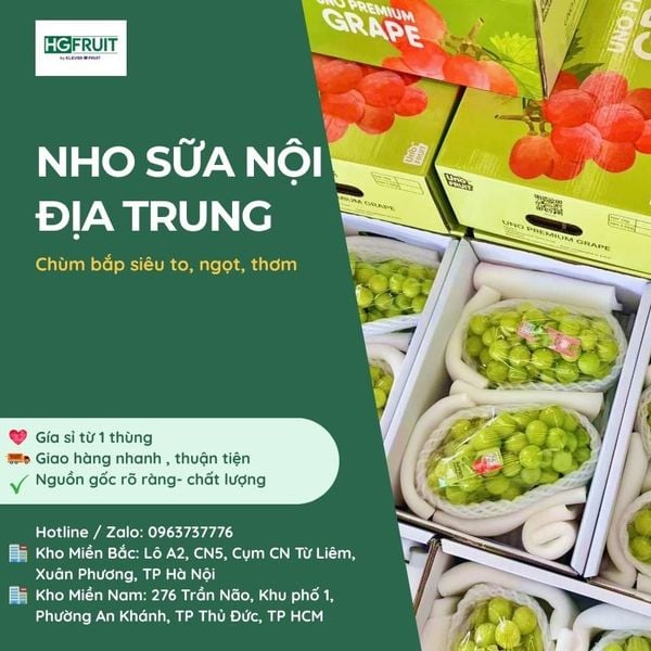 Nho Sữa Nội Địa Trung Giá Sỉ